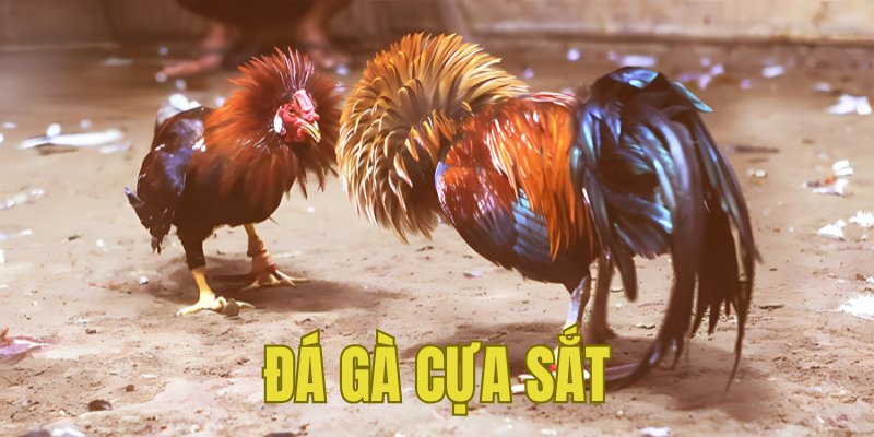 Đá Gà Cựa Sắt SHBET - Trải Nghiệm Đấu Trường Hấp Dẫn 2025